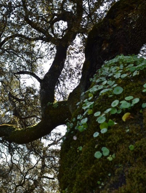 Recursos Naturales