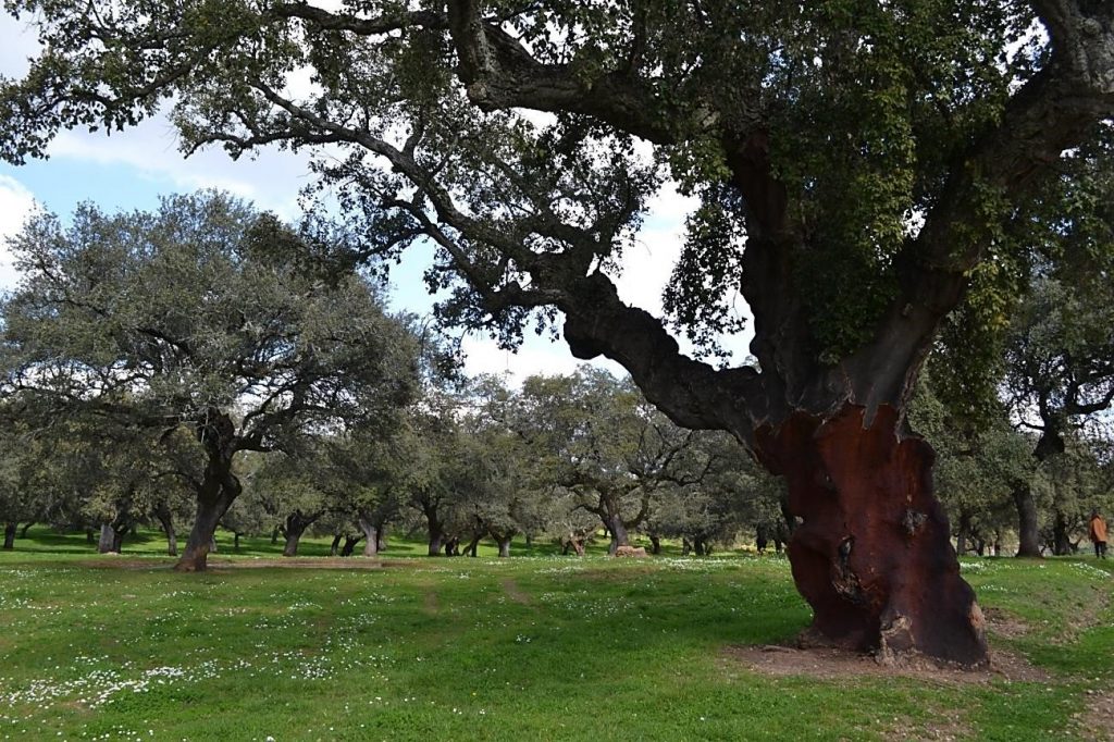 Recursos Naturales